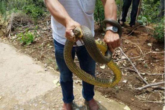 中原瑰宝，现代河南，历史与创新的交响曲